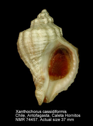 Xanthochorus cassidiformis (5).jpg - Xanthochorus cassidiformis (Blainville,1832)